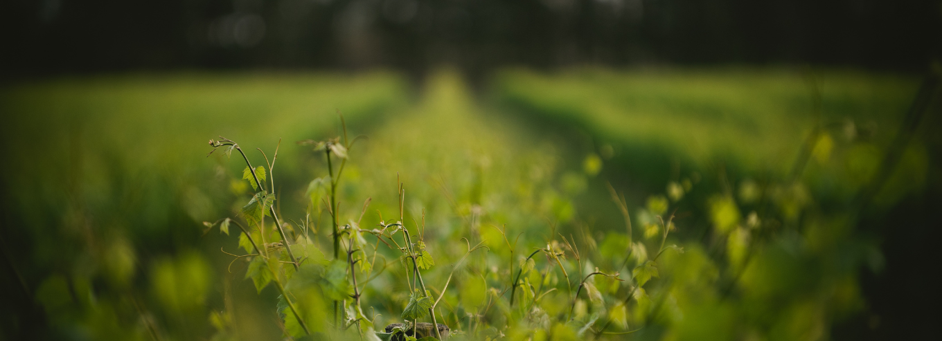 Close up of grape vine